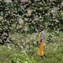 Heuschreckenplage führt zur Hungersnot 