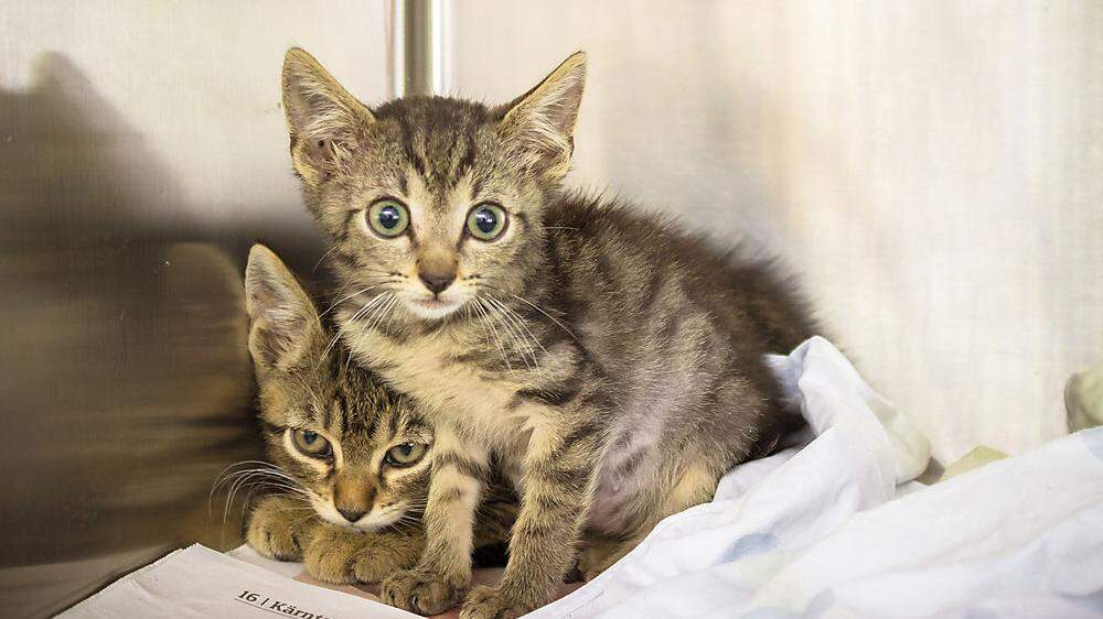 Diese beiden Katzen und 21 weitere wurden in einer Box gefunden