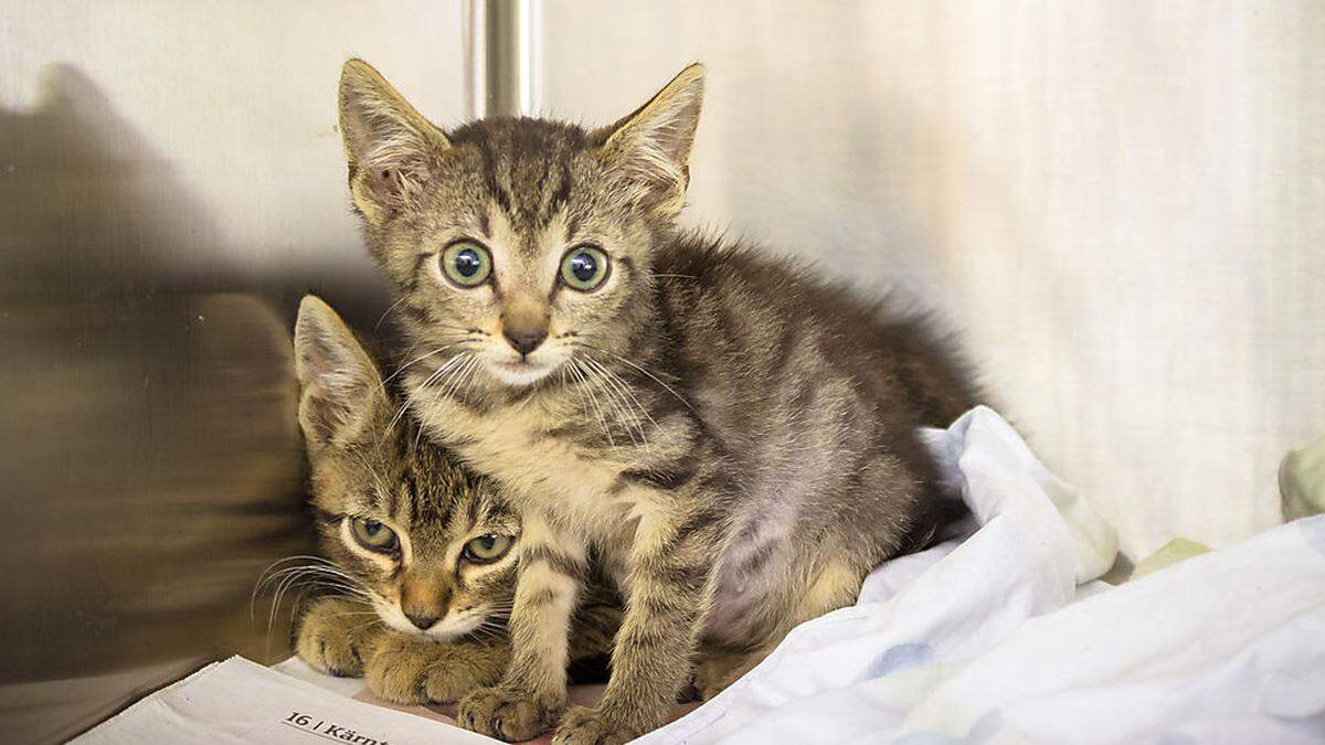 Diese beiden Katzen und 21 weitere wurden in einer Box gefunden