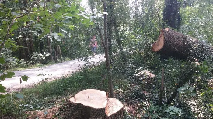 Elf Bäume wurden entlang der Hauptwege bei den Eustacchio-Gründen (Breitenweg) bereits gefällt...