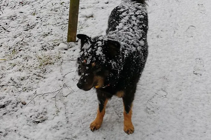 Michaela Lorberau genießt mit Hündin Suri den Schnee in Trofaiach.