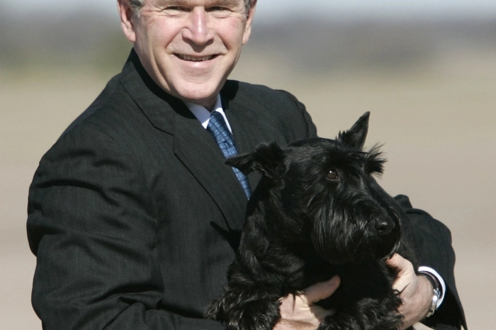 Auch sein Sohn ließ sich seinen "First Dog" nicht nehmen: "Barney" war ein männlicher Scottish Terrier. Er wurde bekannt als Haustier von George W. Bush und Laura Bush während Bushs Amtszeit als Präsident der USA.