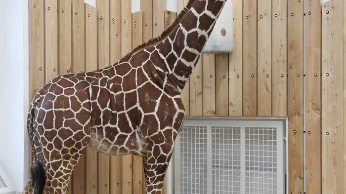 Die Bewohner des neuen Giraffenparks im Tiergarten Schönbrunn, der in drei Wochen eröffnet wird, sind die beiden zwei Jahre alten Netzgiraffen Fleur und Sofie.