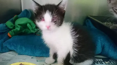 Fünf Transportboxen mit den Katzenbabys wurden am Seiteneingang abgestellt