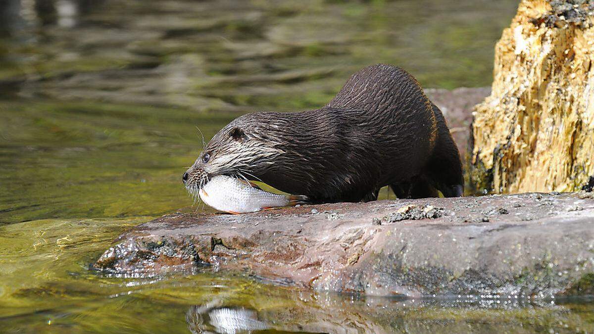 Die 160 Fischotter in Kärnten richten zunehmend schwere Schäden in der Fischereiwirtschaft an. Der Export nach Holland ist geplant