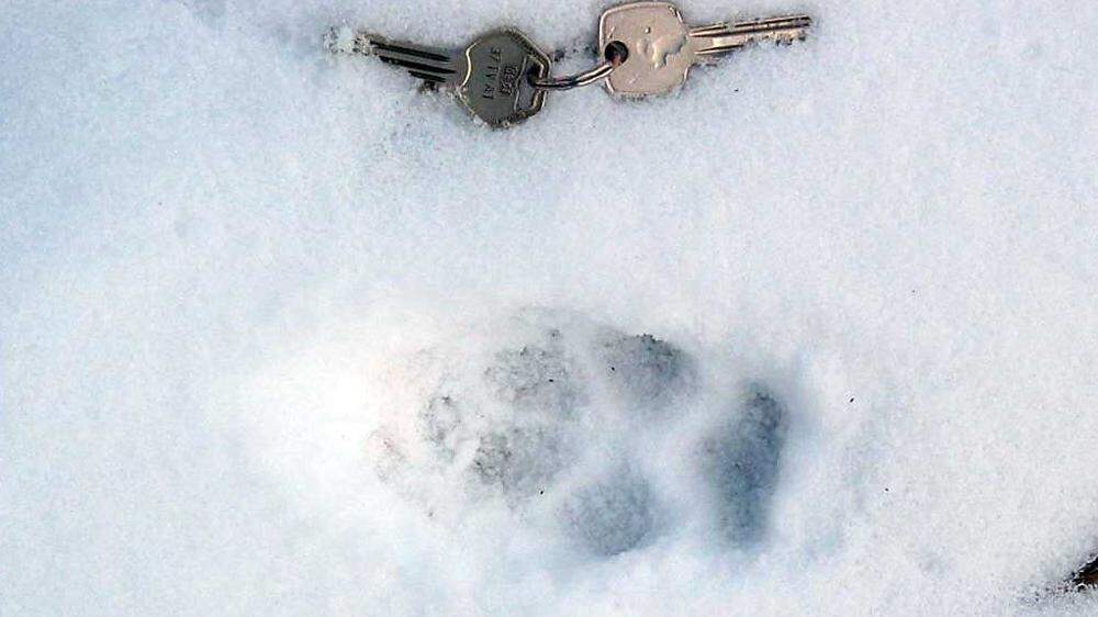 Ein Wanderer will am Tag der Hundeattacke im Großraum Salla Wolfsspuren im Schnee gesichtet haben  (Symbolfoto)