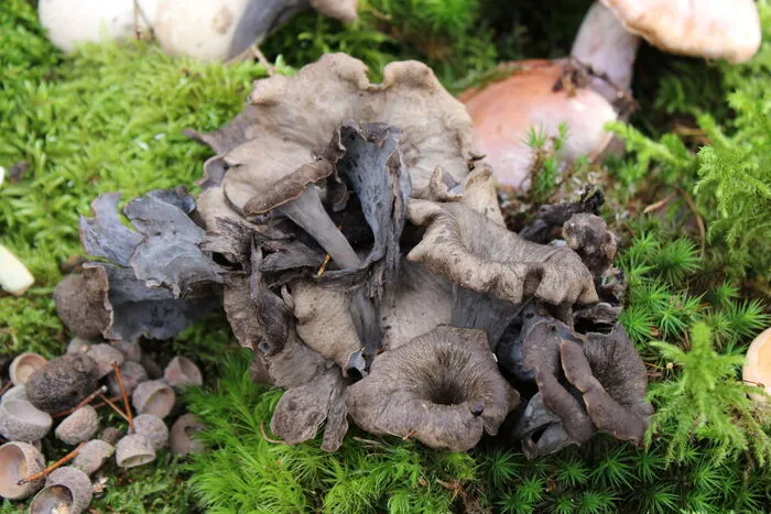 Die Herbsttrompete: Ein besonderes Merkmal des Pilzes ist es, dass dieser nicht schlecht wird. Durch seine Konsistenz kann der Pilz nicht von Würmern befallen werden. Die Herbsttrompete kann getrocknet oder eingefriert werden. Sie verliert bei der Weiterverwendung ihr Aroma nicht.