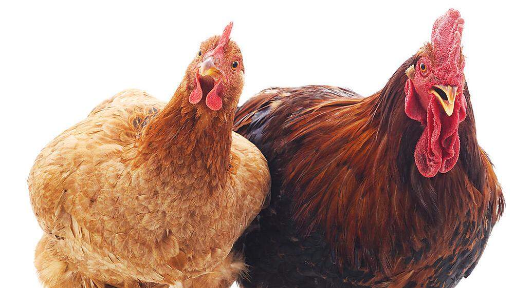 Acht Hühner hat der Tierquäler getötet