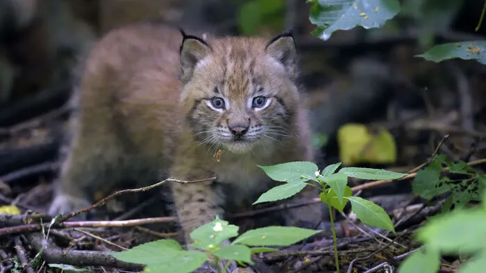 Konkret handelt es sich bei den Jungtieren um eurasische Luchse. Ihre Mutter hat die Zwillinge gut geschützt in einer Hütte großgezogen“, erklärt Harald Schwammer, Zoologischer Leiter im Tiergarten Schönbrunn. Luchs-Jungtiere sind bei der Geburt etwa 300 Gramm schwer und blind. Erst nach zwei Wochen öffnen sie ihre Augen. „Jetzt sind die Kleinen schon aktiv und die Mutter erlaubt es ihnen, das Waldgehege zu erkunden. Die Besucher können sie beim Klettern, Spielen und Kuscheln mit ihrer Mutter beobachten.“ Im Alter von etwa zehn Monaten sind die Jungtiere entwöhnt und selbstständig.