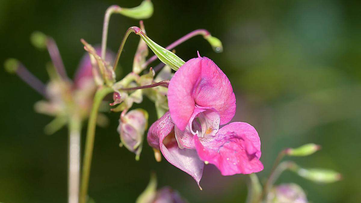 Springkraut, Fall für Naturschutz