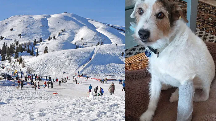 Hund Rocky ist nach dem Unfall am Dobratsch wieder wohlauf