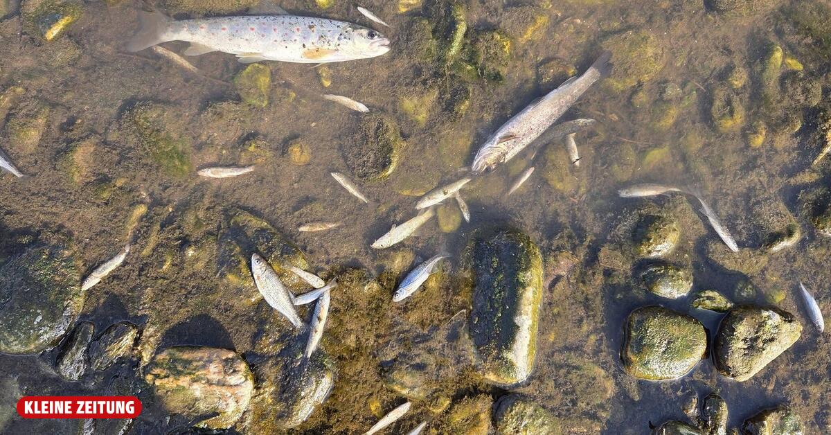 Papierfabrik Mondi: Massenhaft tote Fische in der Lavant nach Störfall