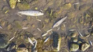 Große und kleine verendete Fische im Wasser