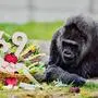 Auf dem Foto ist ein Gorilla mit einem Obstkorb, auf dem die Zahl 69 steht, zu sehen.