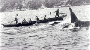 Der berühmt-berüchtigte Killerwal „Old Tom“ bei der Arbeit  