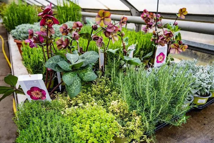 Blumen Moser