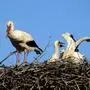 Im Hafendorfer Storchennest gibt es Nachwuchs