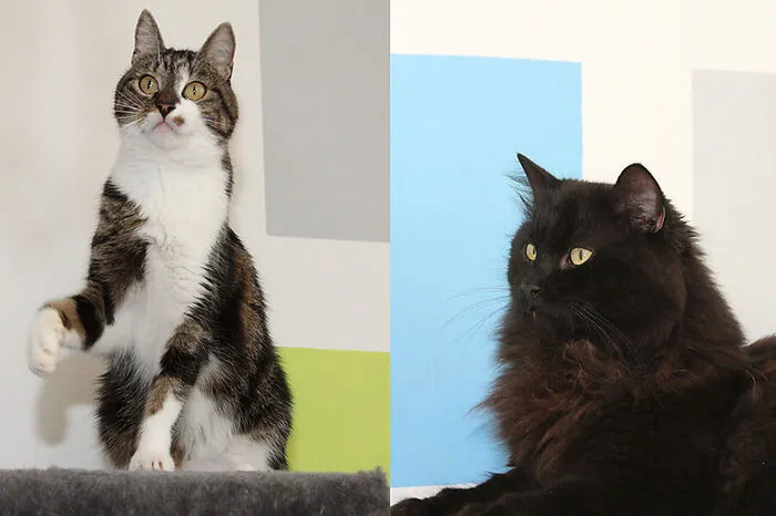 Langhaarprinz Simba und seine über alles geliebte Freundin Coco haben bereits zum dritten Mal ihr Zuhause verloren. Dabei sind die beiden echte Schmusekätzchen, verstehen sich mit Hunden und spielen gerne mit Kindern. Sehr freuen würden sich die beiden über einen gesicherten Balkon. Weitere Informationen und Kontakt: www.tiereck.at