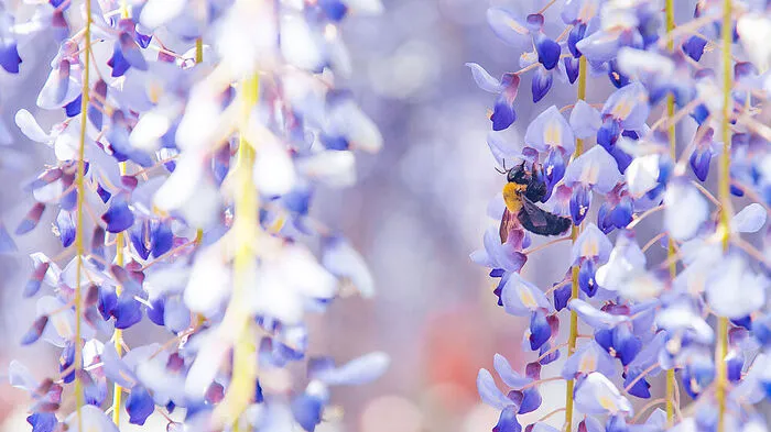 Der Blauregen (Wisteria), auch Glyzinie genannt 