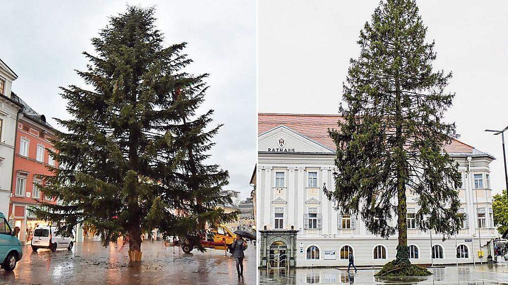Links der Villacher Christbaum, rechts der Christbaum aus Klagenfurt