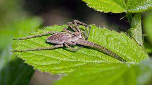 Listspinne Pisaura mirabilis 