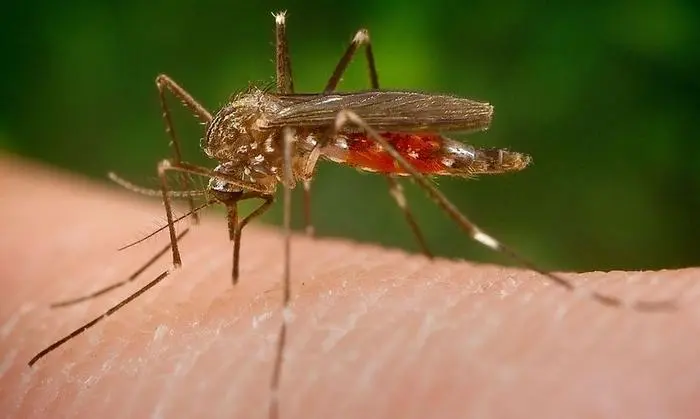 Die japanische Buschmücke 