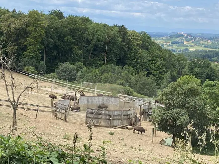 Wie genau die 15 Tiere aus der Bisonherde entnommen werden, ist noch unklar