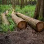 Eine Aufnahme von mehreren Bäumen, die durch die Hälfte durchgeschnitten wurden und am Waldboden liegen