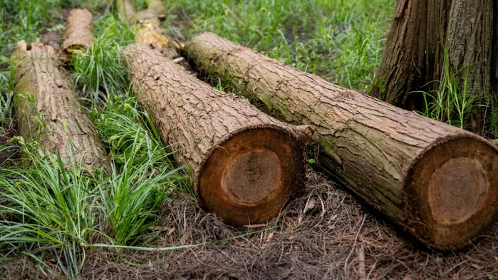 Eine Aufnahme von mehreren Bäumen, die durch die Hälfte durchgeschnitten wurden und am Waldboden liegen