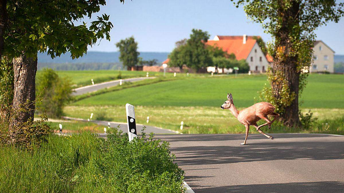 Wildwechsel wurde dem Motorradfahrer zum Verhängnis (Symbolbild)