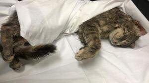 Diese zu Tode gequälte Katze wurde im Juli am Griesplatz gefunden. Nun wird mit einer Bürgerinitiative reagiert.