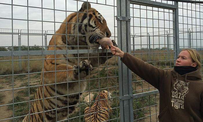 Tigerfütterung im Gehege von Yveta Irsova