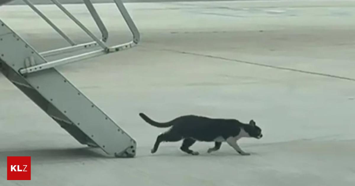Cat caused flight delay of two days