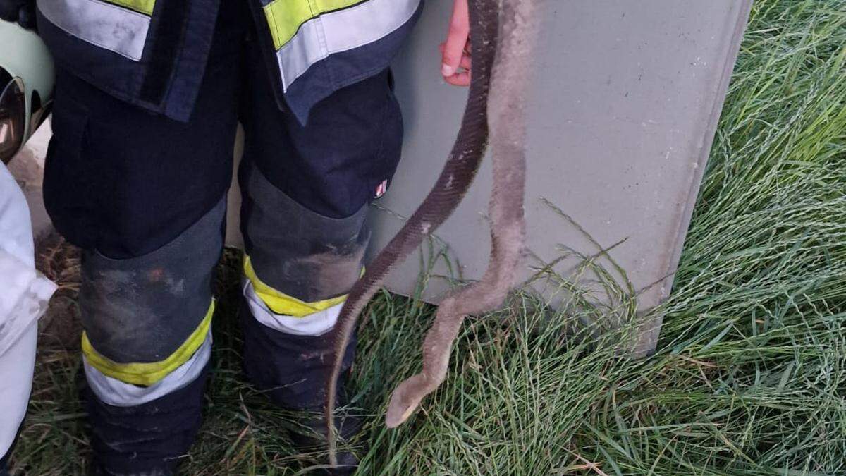 Die Feuerwehr Trofaiach barg die Schlange tot aus der Trafostation