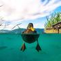 Die berühmte und preisgekrönte Ente vom Wörthersee, fotografiert von Michael Stabentheiner, ist nicht das einzige Tier, das im größten See Kärntens beheimatete ist
