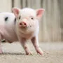 Minischwein ausgebüxt