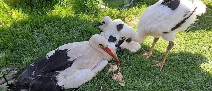 Mutterstorch mit den zwei Küken