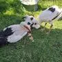 Mutterstorch mit den zwei Küken