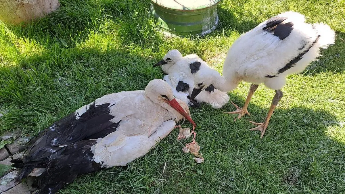 Mutterstorch mit den zwei Kücken