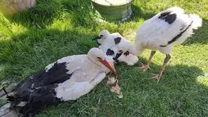 Mutterstorch mit den zwei Küken