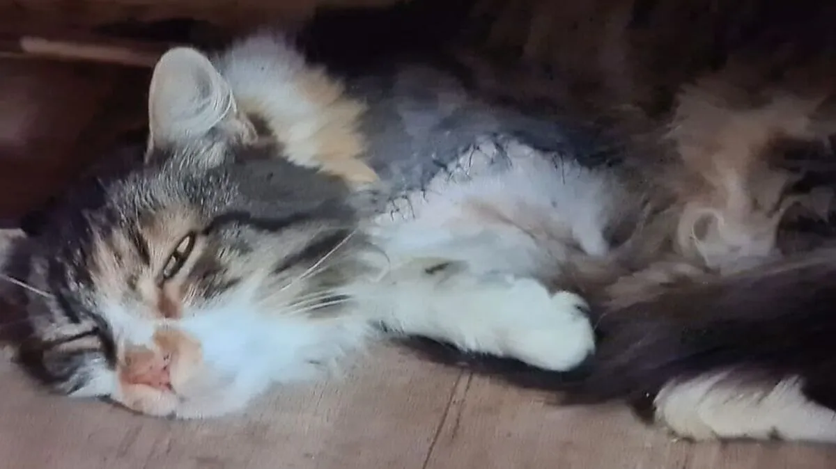 Katze "Baby" musste das Vorderbein amputiert werden