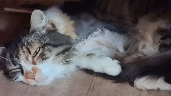 Katze "Baby" musste das Vorderbein amputiert werden