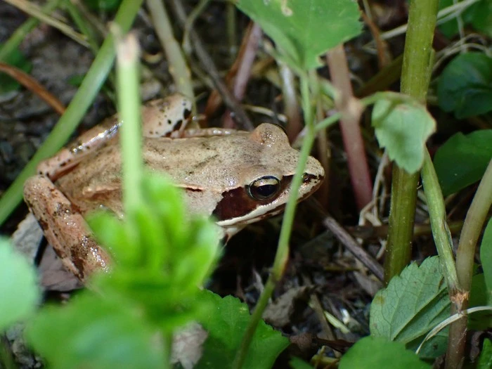 Springfrosch
