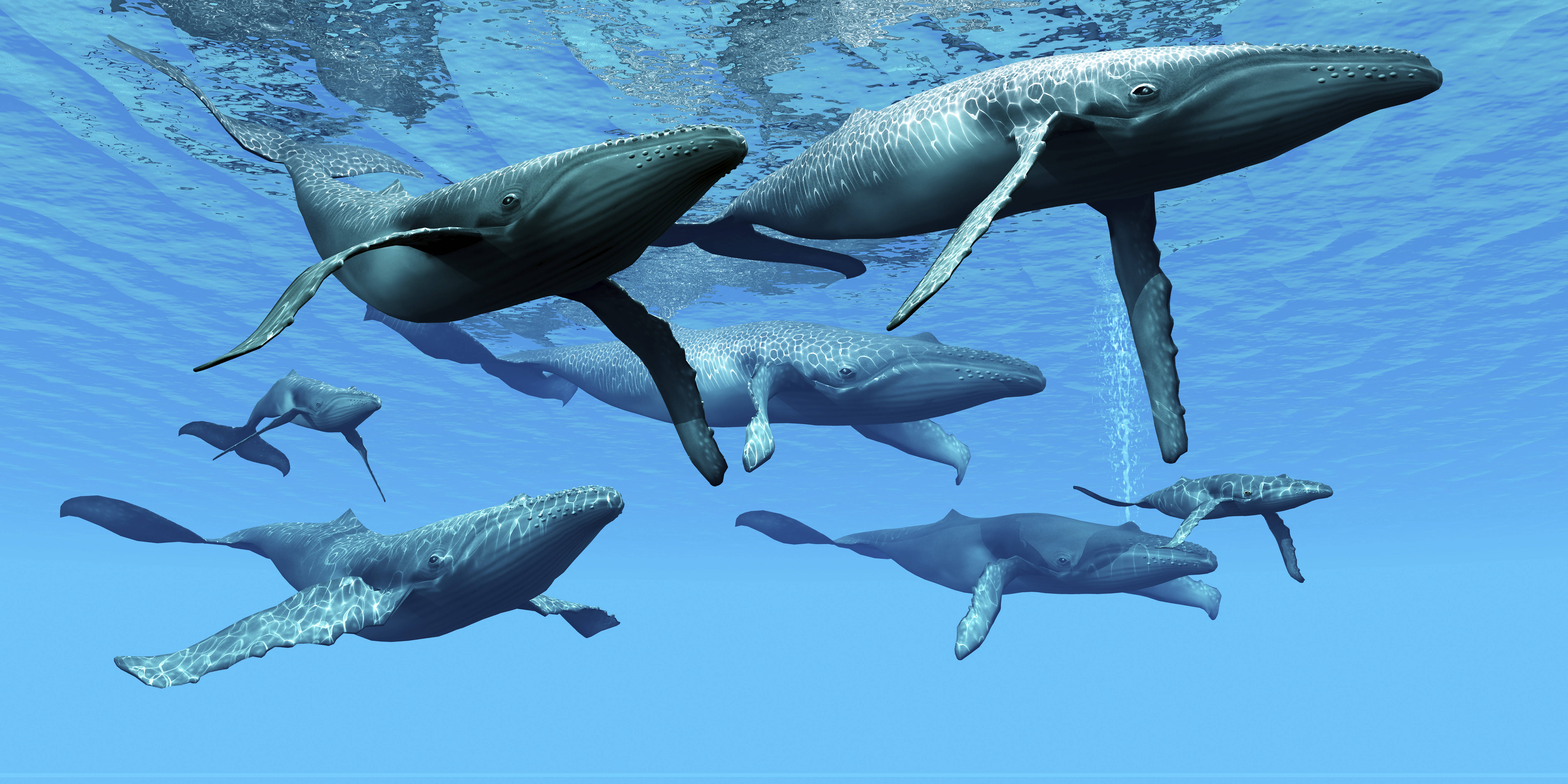 Bedrohte Meeressäuger: Was haben 40 Jahre Walfang-Verbot wirklich bewirkt?