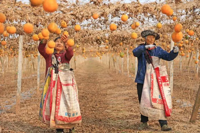 ANQING, CHINA - DECEMBER 28: Farmers harvest Chinese medicinal cucumber trichosanthes kirilowii maxim at a planting base on December 28, 2025 in Anqing, Anhui Province of China. PUBLICATIONxNOTxINxCHN Copyright: xVCGx 111612351139
