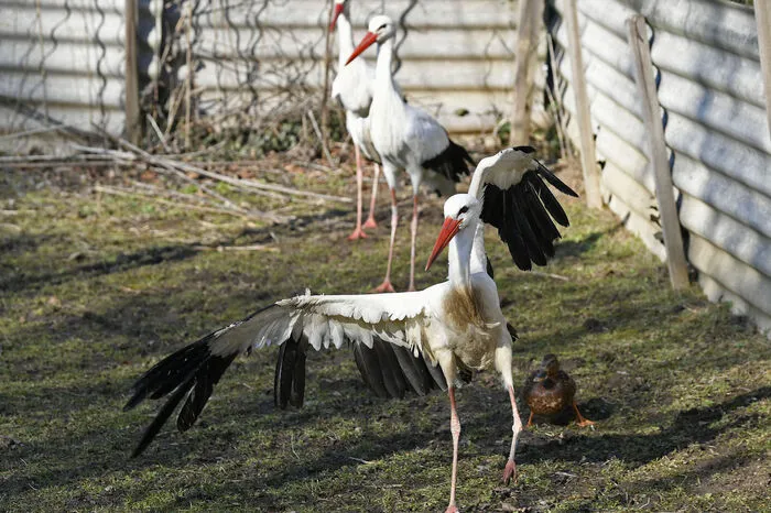 Kranke und verletzte Tiere werden dort gepflegt, bis sie wieder in die Freiheit entlassen werden können.