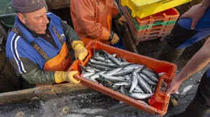Ein Heringsfischer kontrolliert im Hafen von Stahlbrode in Landkreis Vorpommern-Rügen an der Ostsee genau seinen Fang