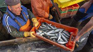 Ein Heringsfischer kontrolliert im Hafen von Stahlbrode in Landkreis Vorpommern-Rügen an der Ostsee genau seinen Fang