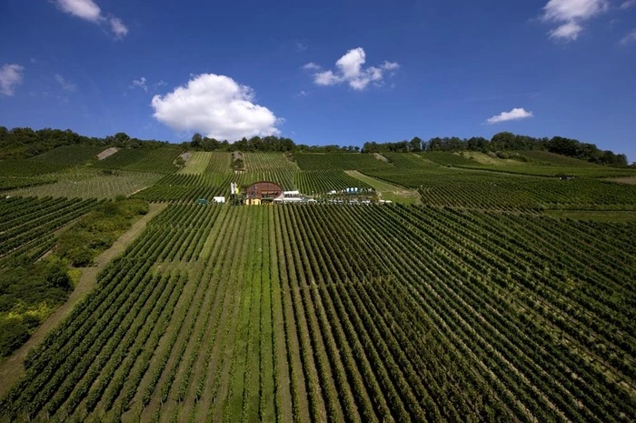 Auf den Muschelkalkböden im Kocher-, Jagst- und Taubertal gedeihen Rebsorten wie Riesling, Silvaner und Sauvignon Blanc.