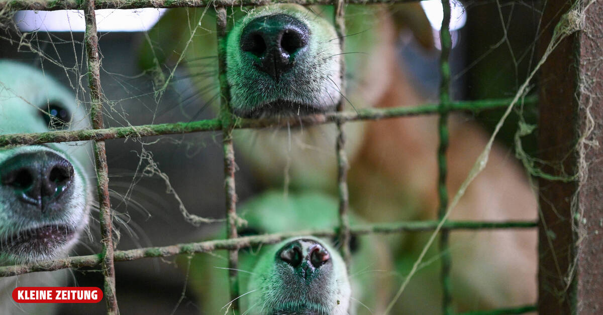 Indonesischer Gouverneur verbietet Verzehr von Hunde- und Katzenfleisch